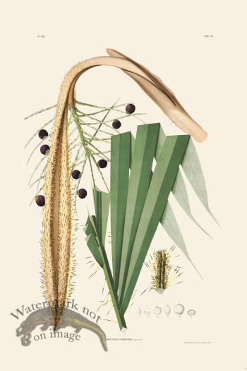 Rodrigues Palm Front 025